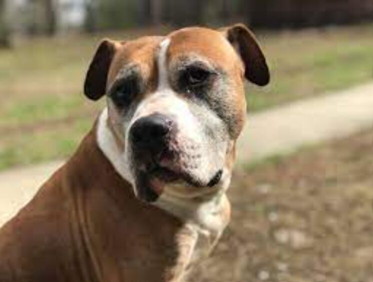 The Complete Guide to Dog Nutrition: Feeding Your Canine for Optimal Health - Ultimate Guide To Animal Care image